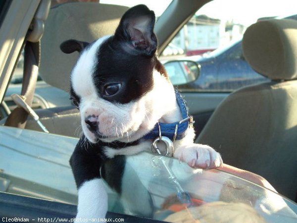 Photo de Boston terrier