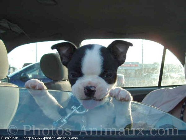 Photo de Boston terrier