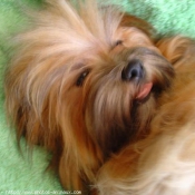 Photo de Lhassa apso