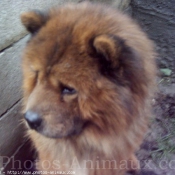 Photo de Chow chow