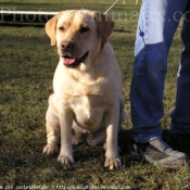 Photo de Labrador retriever