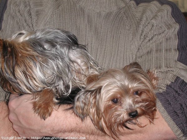 Photo de Yorkshire terrier