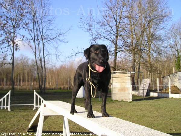 Photo de Labrador retriever