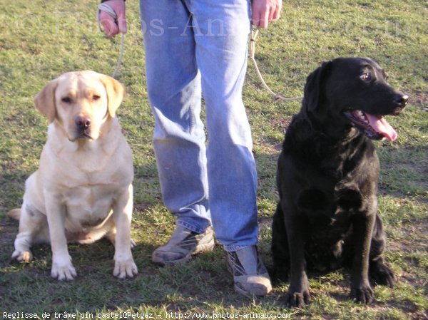 Photo de Labrador retriever