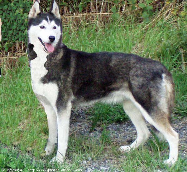 Photo de Husky siberien