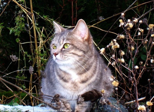 Photo de Chat domestique