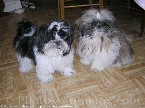 Photo de Shih tzu