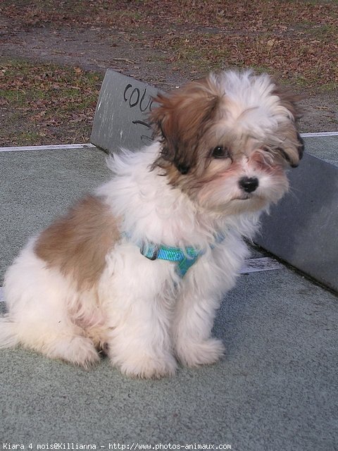 Photo de Shih tzu