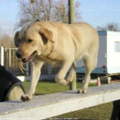 Photo de Labrador retriever