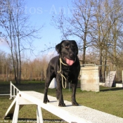 Photo de Labrador retriever