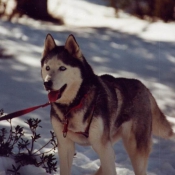 Photo de Husky siberien