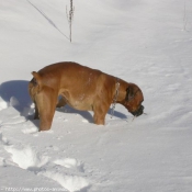 Photo de Boxer