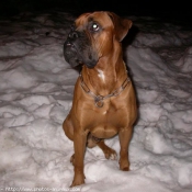 Photo de Boxer