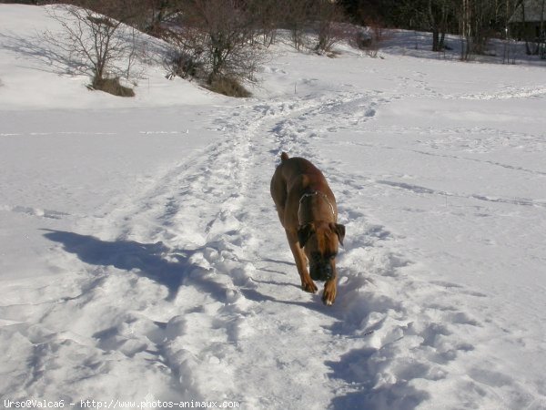 Photo de Boxer