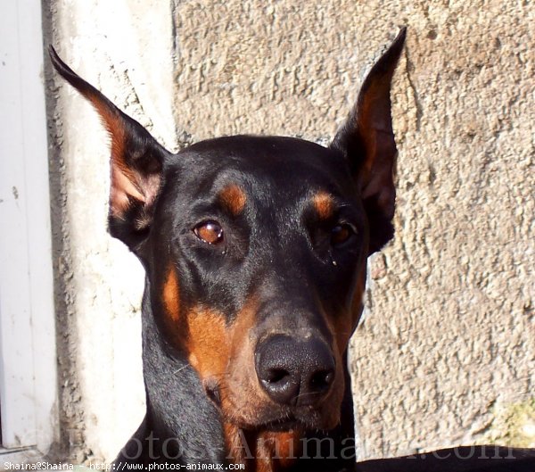 Photo de Dobermann