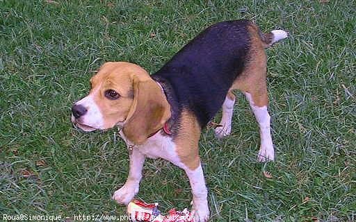 Photo de Beagle