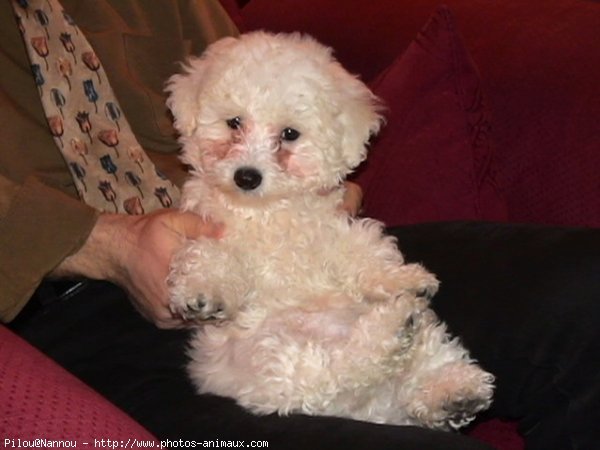 Photo de Bichon maltais