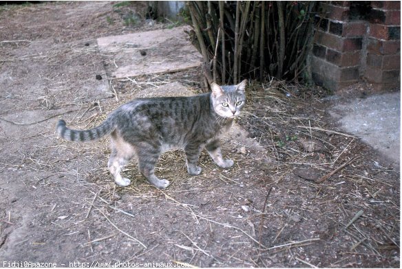 Photo de Chat domestique