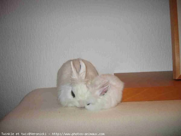 Photo de Lapin