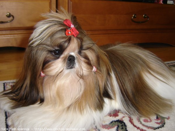 Photo de Shih tzu