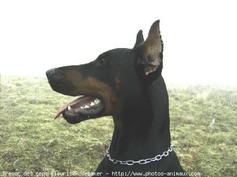 Photo de Dobermann