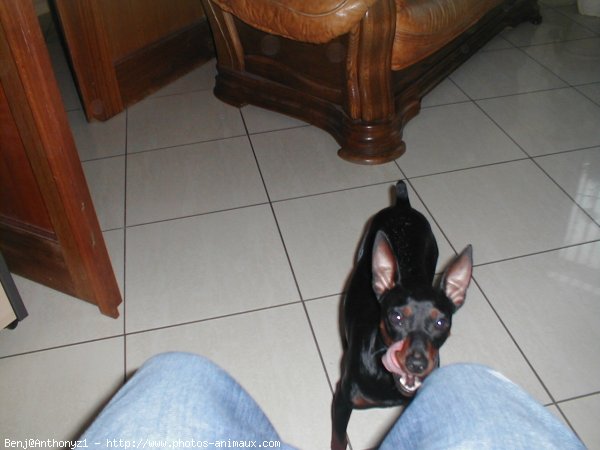 Photo de Pinscher nain