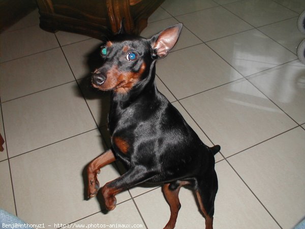 Photo de Pinscher nain