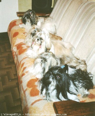 Photo de Shih tzu