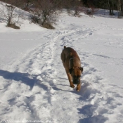 Photo de Boxer