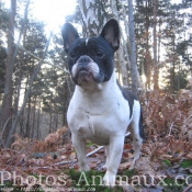 Photo de Bouledogue franais