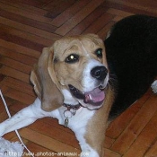 Photo de Beagle