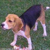 Photo de Beagle