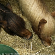 Photo de Poney franais de selle