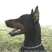 Photo de Dobermann