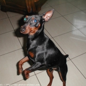 Photo de Pinscher nain