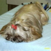 Photo de Shih tzu