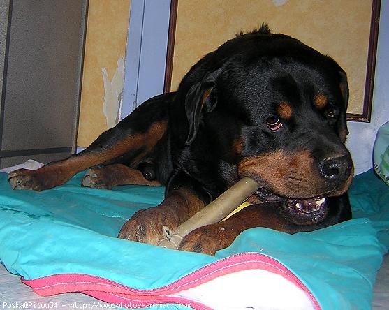 Photo de Rottweiler