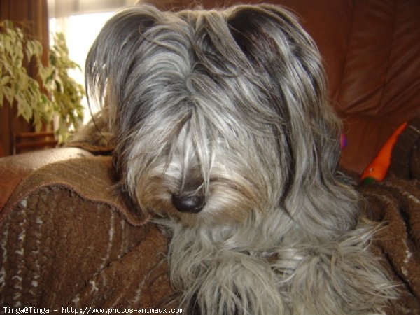 Photo de Chien de berger des pyrenes  poil long