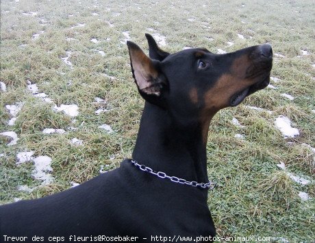 Photo de Dobermann