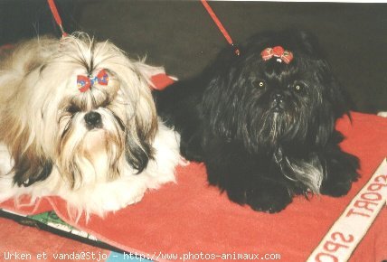 Photo de Shih tzu