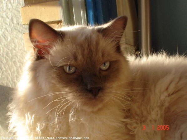 Photo de Ragdoll