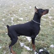 Photo de Dobermann