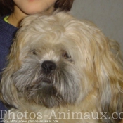 Photo de Lhassa apso