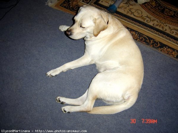 Photo de Labrador retriever