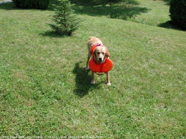 Photo de Golden retriever