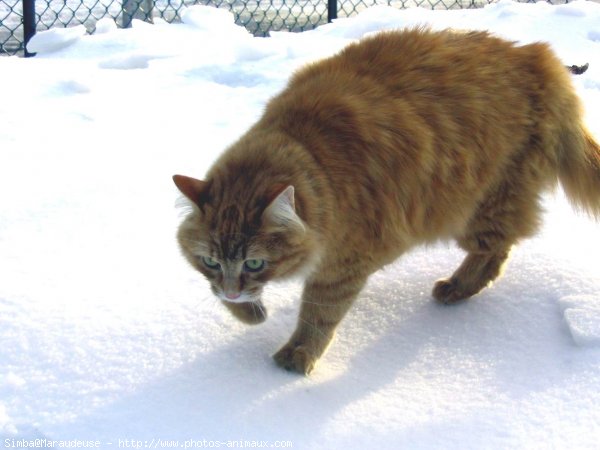 Photo de Chat domestique