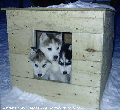 Photo de Husky siberien