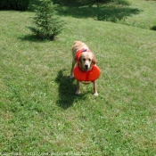 Photo de Golden retriever