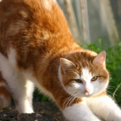 Photo de Chat domestique