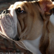 Photo de Bulldog